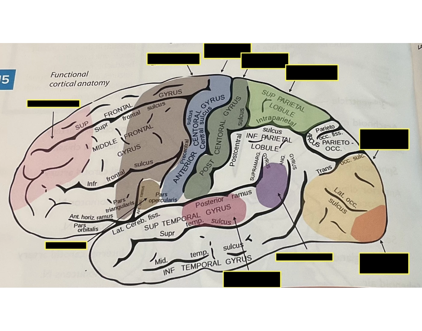 Function Bg Functional cortical anatomy — Printable Worksheet