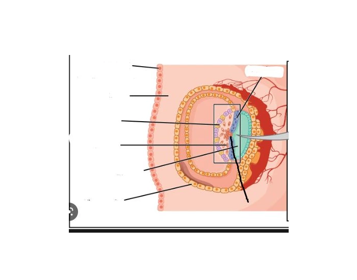 germ layerssssss Quiz
