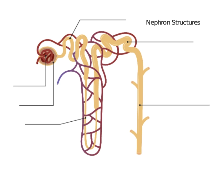 Nephron Not Label Label a Nephron Quiz