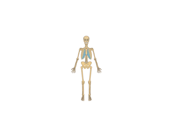 Skeletal System Grade 4 Quiz