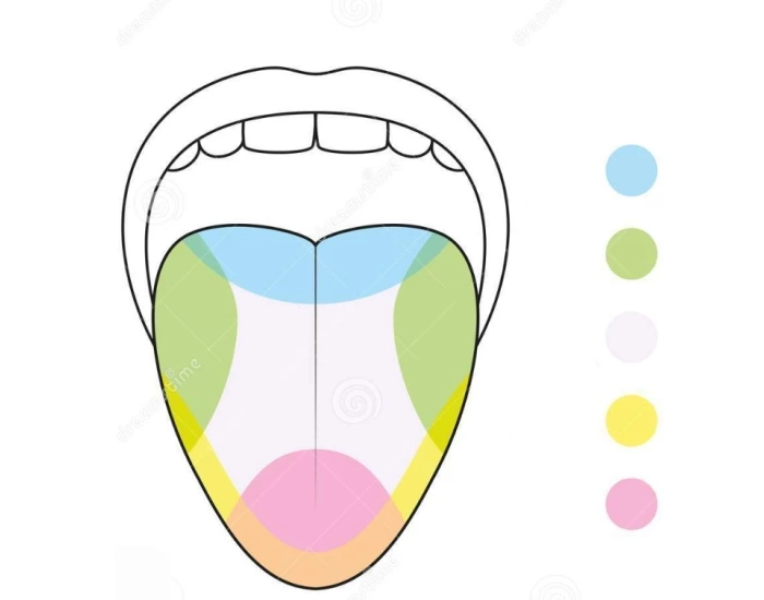 Taste areas of human tongue Quiz Taste areas of human tongue Quiz