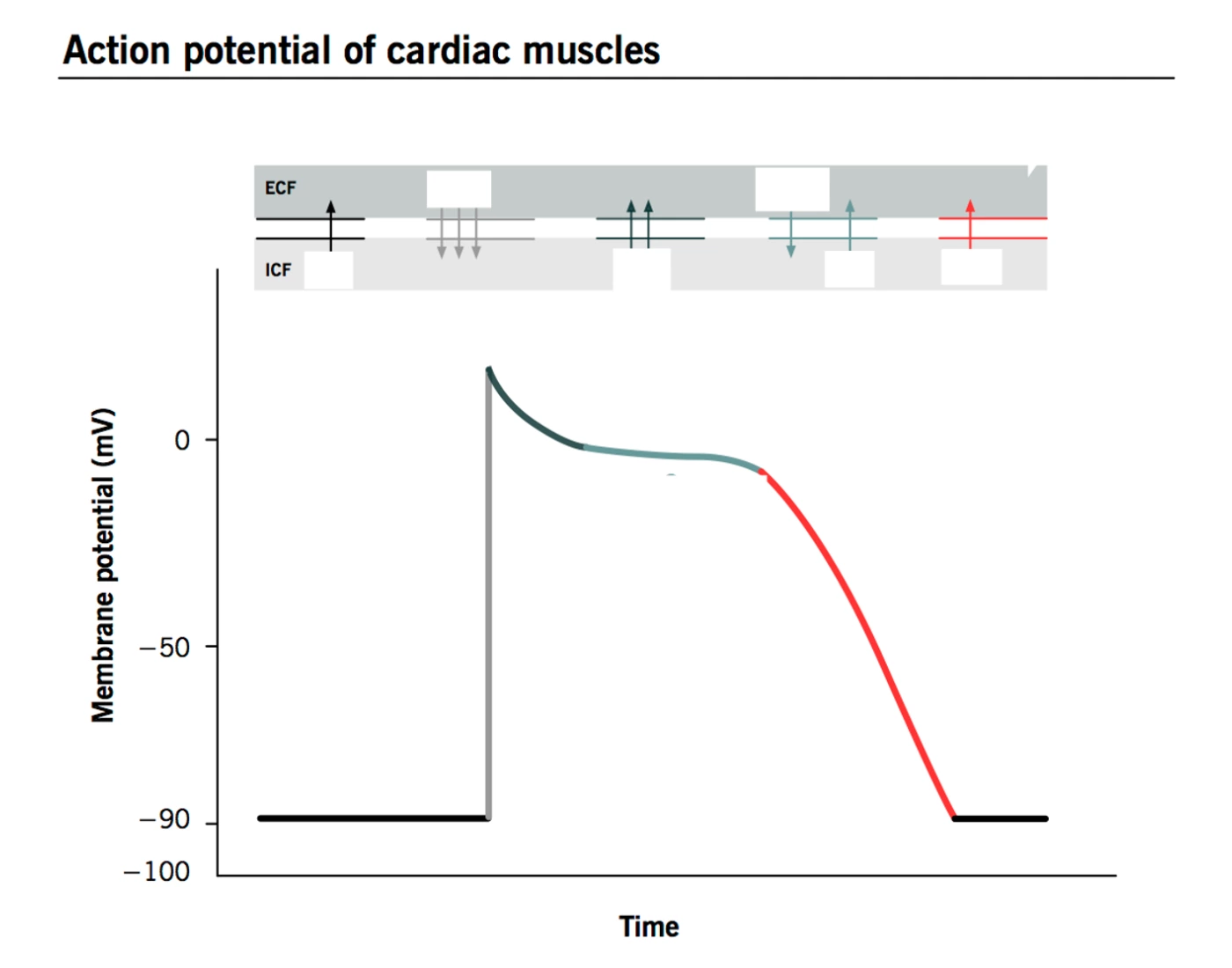 Ap Potential Report AP Potential of Cardiac Muscles Quiz