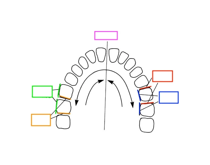 Surfaces of the teeth Quiz