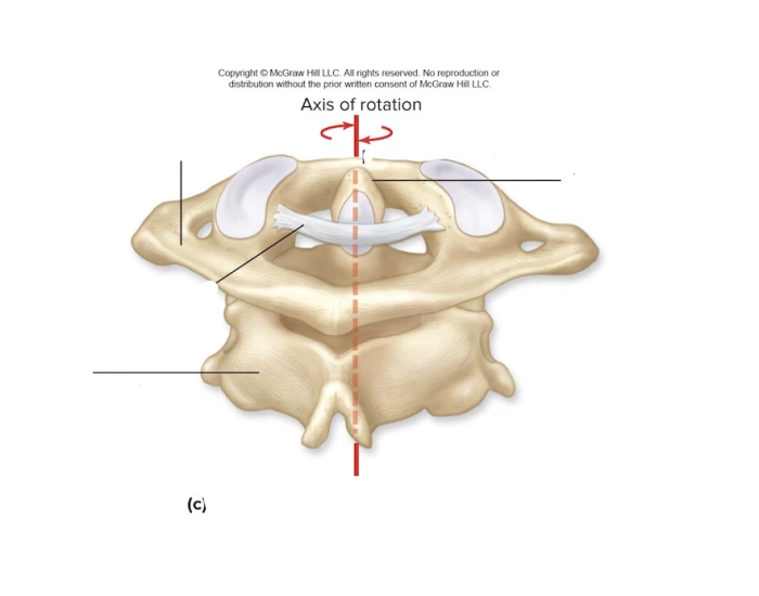 Atlas And Axis Rotation atlas and axis again Quiz