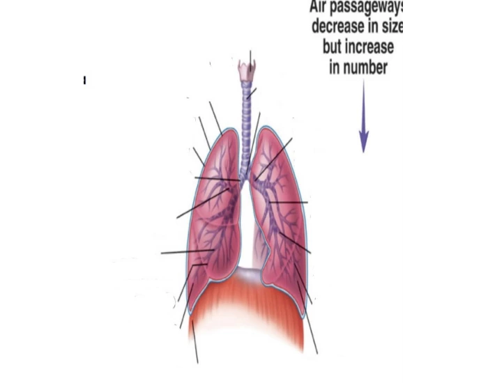 brachial tree — Printable Worksheet