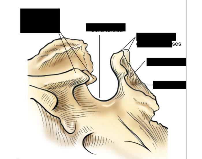 Sella turcica of sphenoid bone Quiz