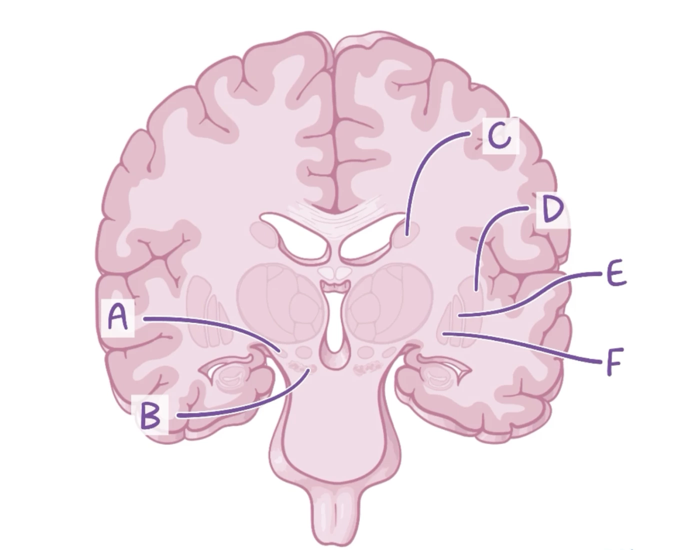 Basal Ganglia Quiz