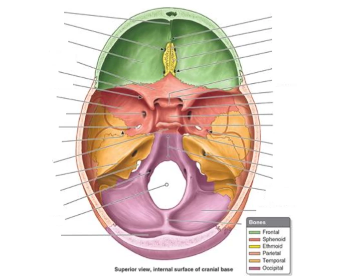 Cranial View Superior View Internal Surface of Cranial Base Quiz
