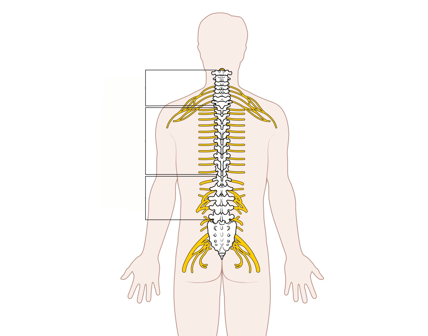 Spinal Column Point Regions of the Spinal column Quiz