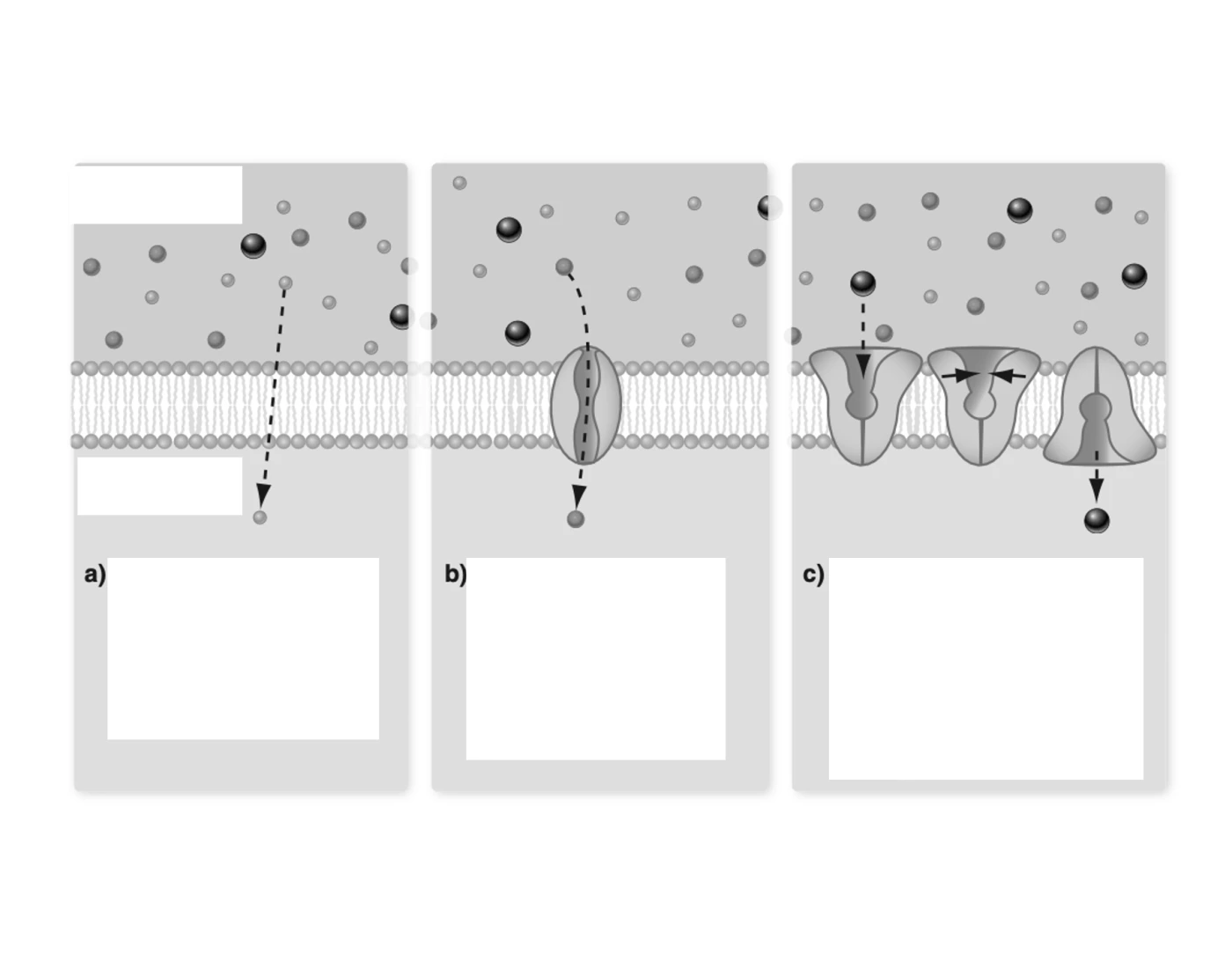 fig-3-16-the-three-forms-of-passive-transport-quiz