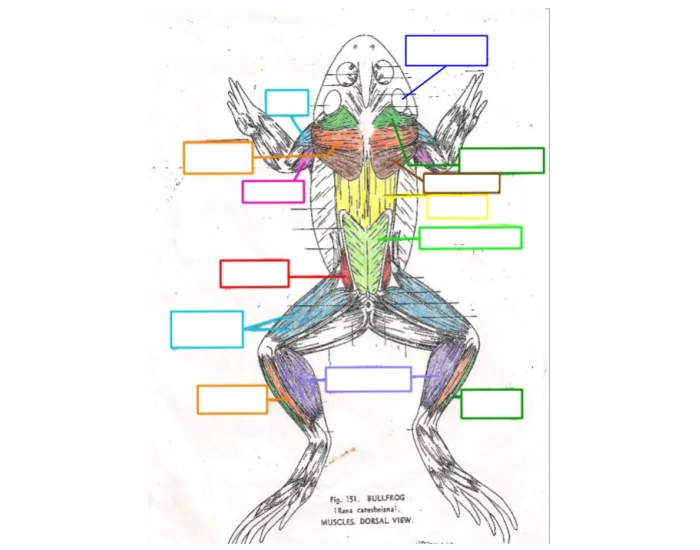Bullfrog Muscles Frog Muscles, Dorsal side Quiz