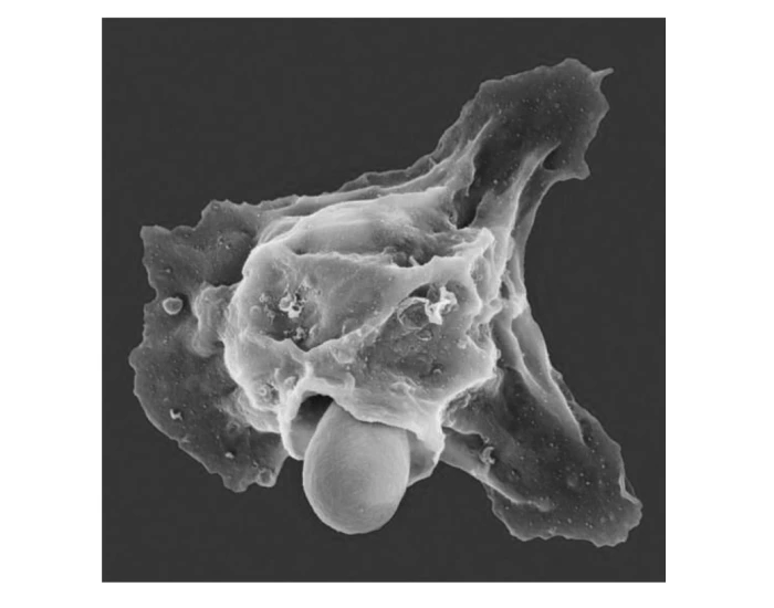 Fig 7.7 A neutrophil engulfing a fungal cell Quiz