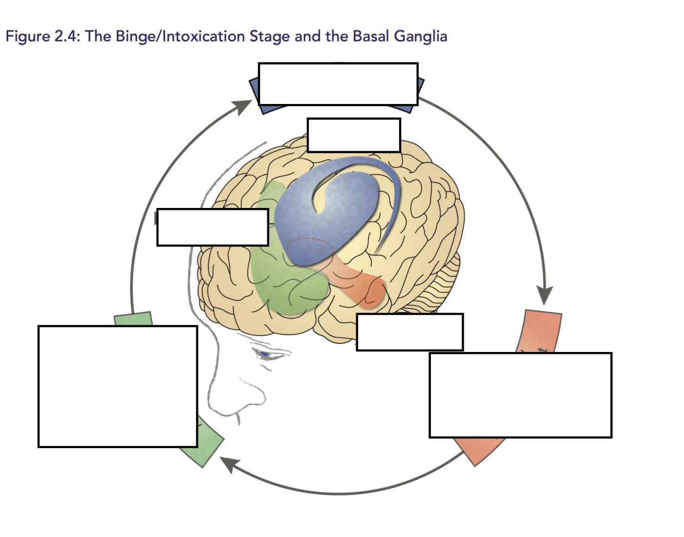 Intoxication Game The Binge/Intoxication Stage and the Basal Ganglia Quiz