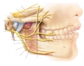 Locate facial nerve and trigeminal nerve branches