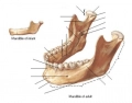 Locate the structures in the mandible