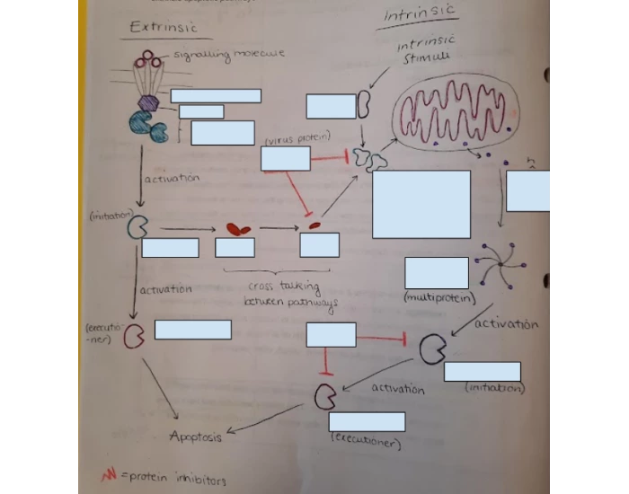 Intrinsic and extrinsic apoptosis pathways Quiz