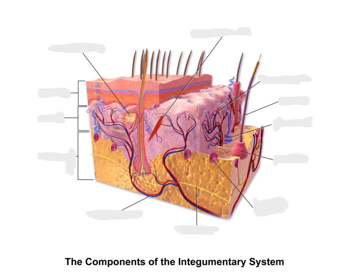 Integumentary Components Components of the Integumentary System Quiz