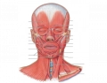 Locate the facial muscles
