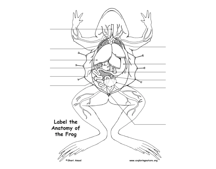 frog disection Quiz