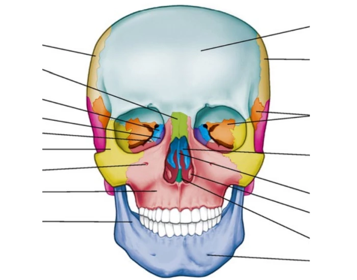 Bones of the Human Skull Quiz Bones of the Human Skull Quiz