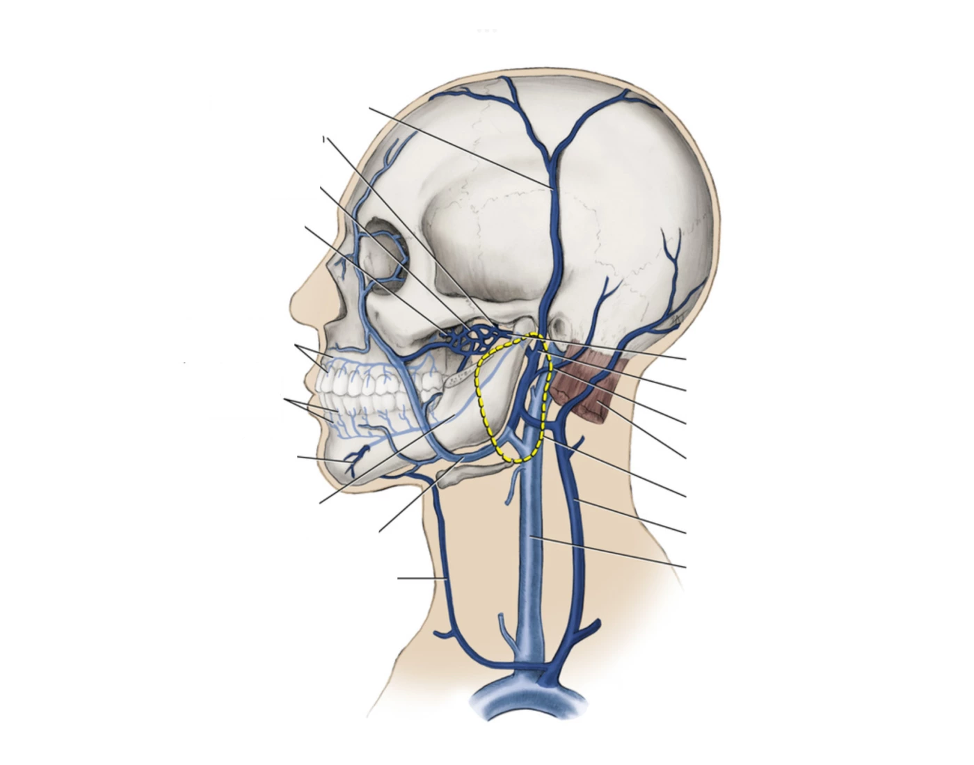 pathway-of-retromandibular-and-internal-jugular-printable-worksheet