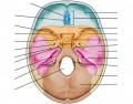 Locate the cranial nerves in the skull foramen