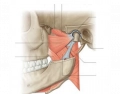 Locate the pterygoid muscles around the TMJ