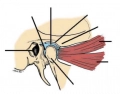 Locate structures in the temporomandibular joint