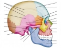 Name the Bones and Sutures in the Human Skull