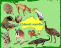 Zvieratá Austrálie