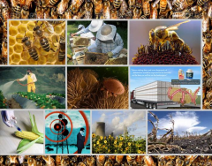 10 Possible Causes of Colony Collapse Disorder