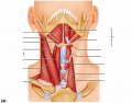 Muscles of Neck and Throat