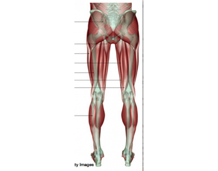 hamstring group — Printable Worksheet