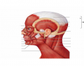 Muscles of the Head Quiz