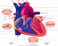 *Anatomy of Heart