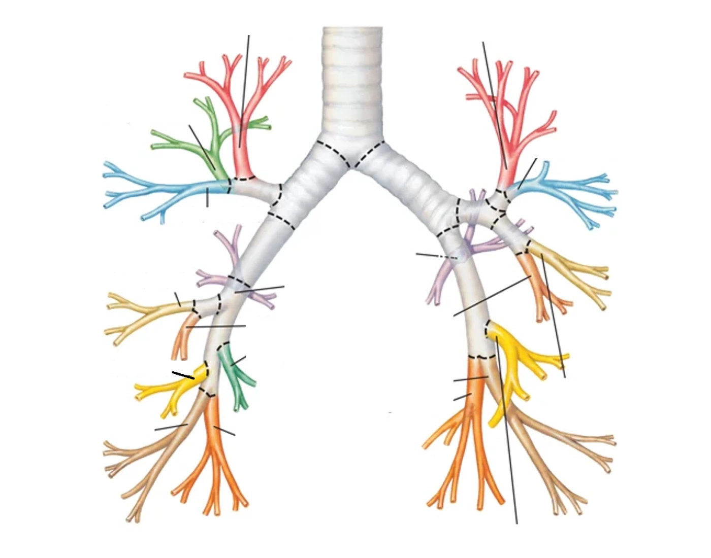 segmentos broncopulmonares