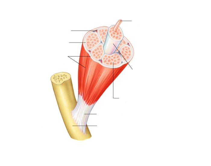 6.1 Connective Tissue Wrappings of Skeletal Muscle Quiz
