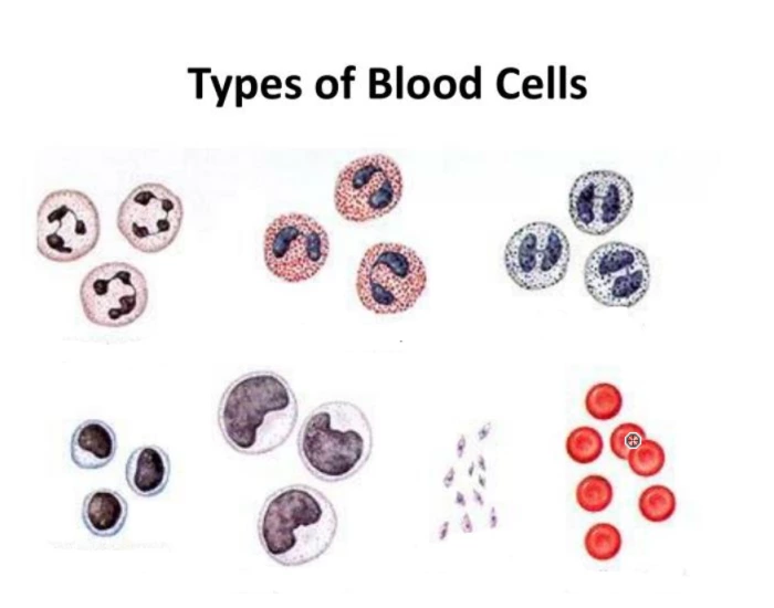 Rbc Label Worksheet Blood Cell Labeling Quiz