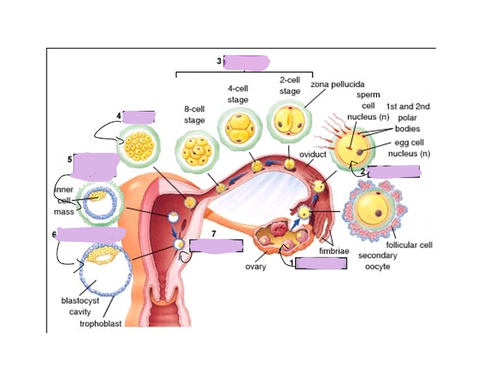 First Week Od Development Embryology 1st week of development — Printable Worksheet