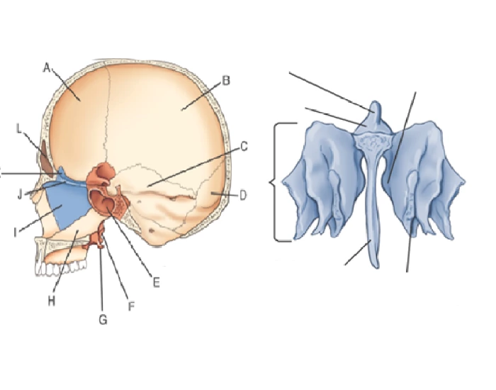 Ethmoid Bone Labeling Quiz