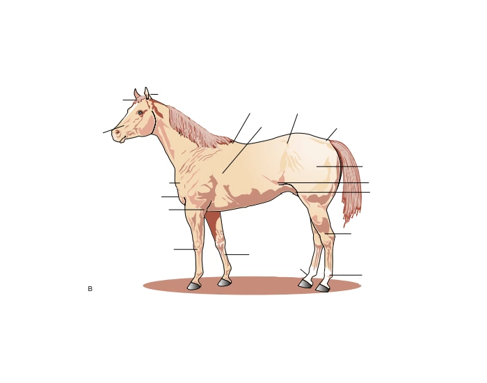 Label Horse Quiz