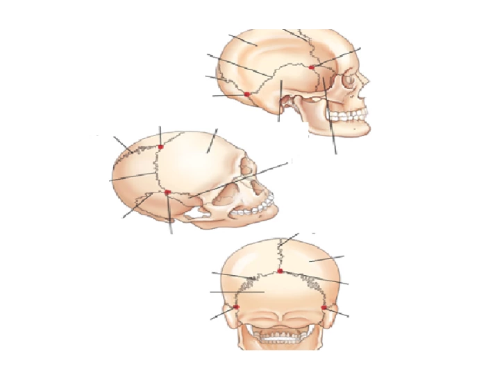 Joints and Sutures of the skull Quiz Biology Diagrams
