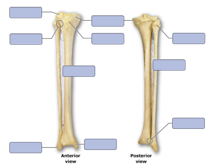 Tibia Labeles Tibia/Fibula Labeling Markings Quiz