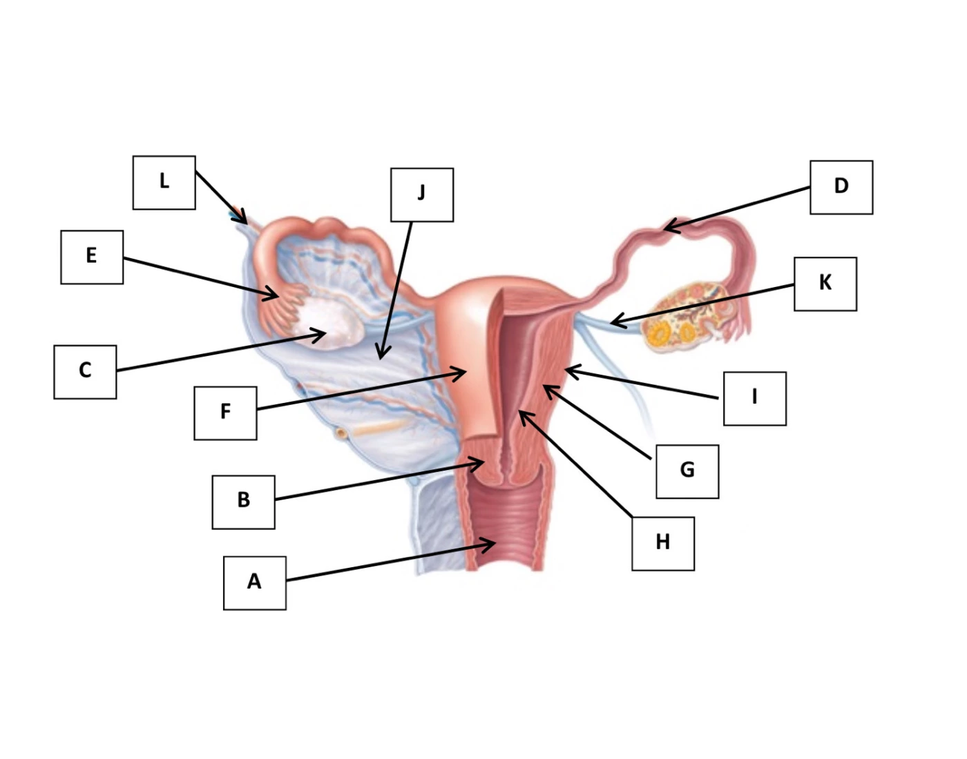 Female Rep Sys internal female rep Quiz