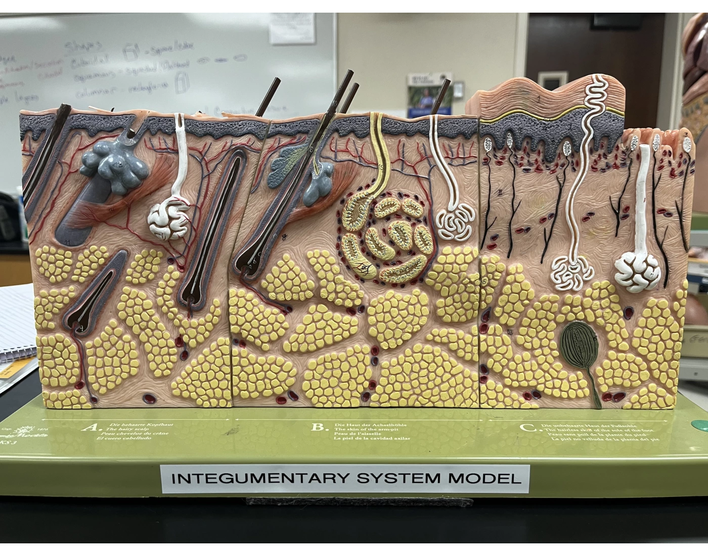 Integement Model Integument Skin Model Quiz