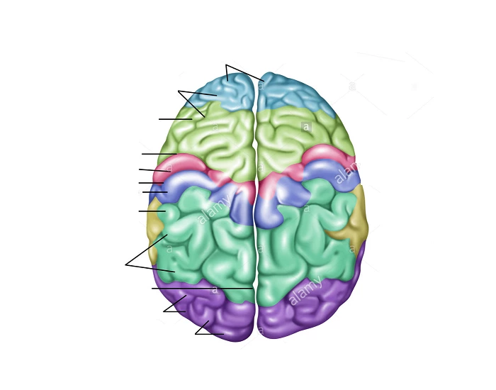 Lobes Sulcus Brain X Ray Printable Worksheet