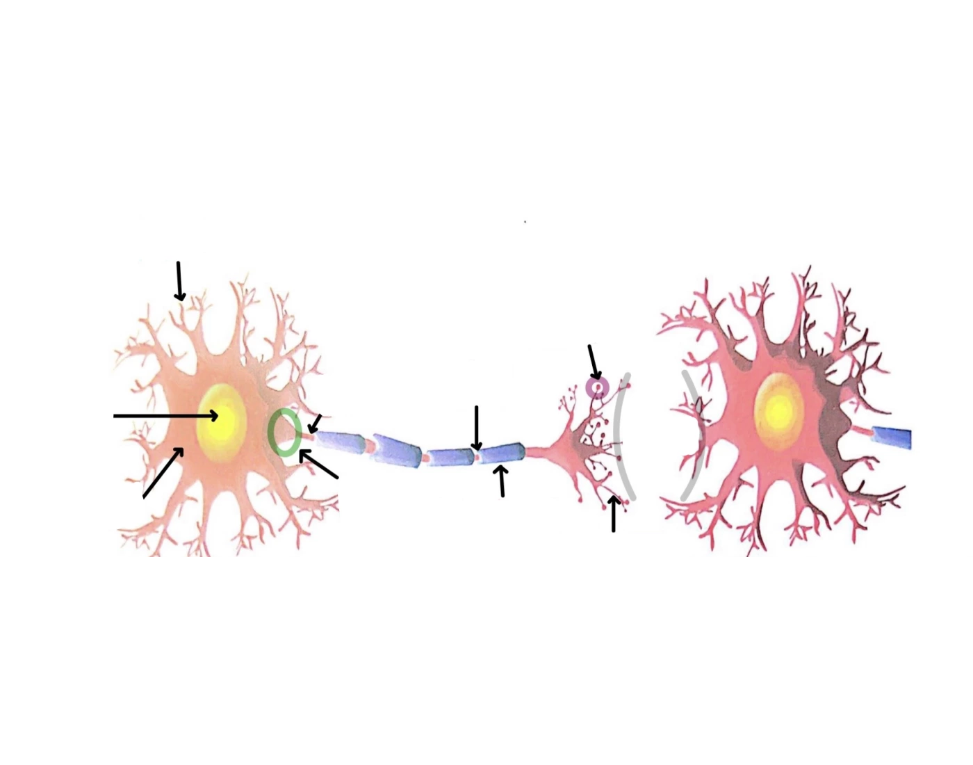 Neuron Components Printable Worksheet