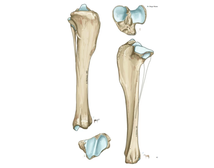 Fibia e tibia cavalo med vet Quiz