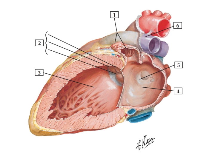 Left Atrium Tractor Left Atrium Ventricle Quiz