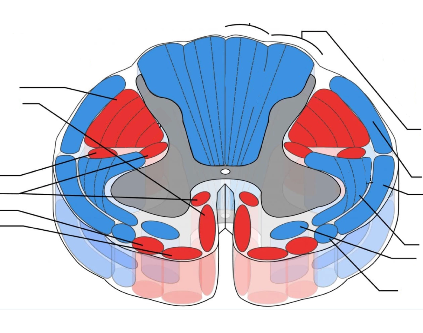 Finty Royle Origins and decussations of the spinal tracts Quiz